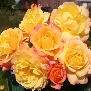 Rosa - hybride - Rose der Hoffnung® - KORamflusa